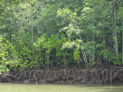 HỆ SINH THÁI.JPG